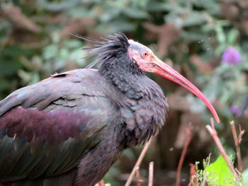 Close-up of bird perching on a plant - ibis