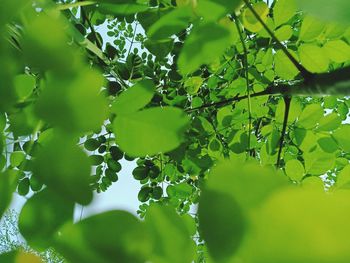 Low angle view of leaves on tree