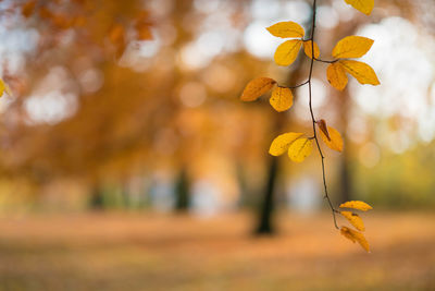 Close-up of autumn leaves