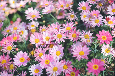 Close-up of white daisy flowers