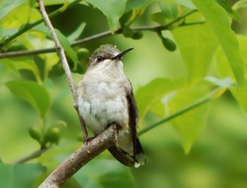 Close-up of bird perching on tree