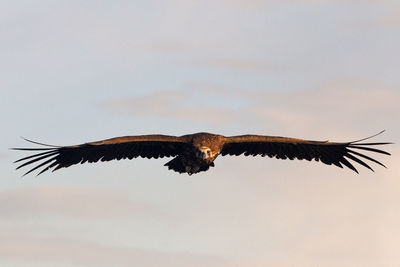 Low angle view of eagle flying