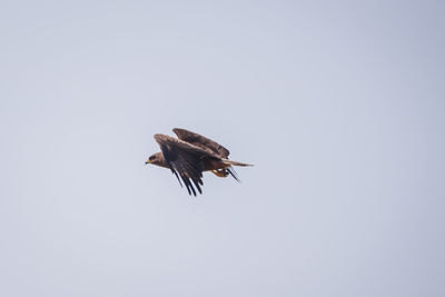 Low angle view of eagle flying against clear sky