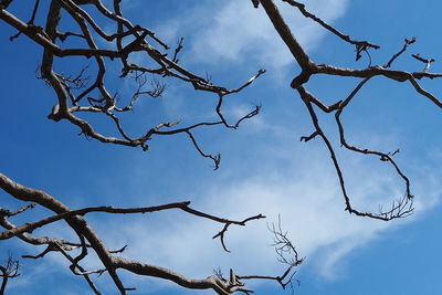 Low angle view of bare tree against sky