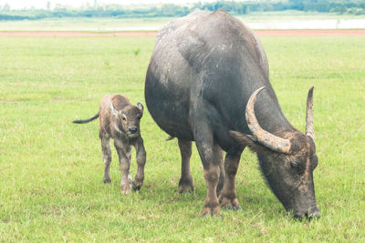 Buffalo standing on grassy field