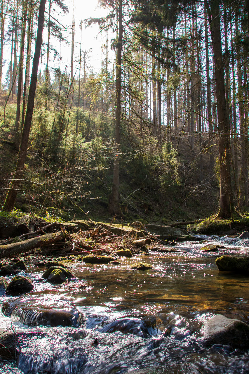 PLANTS AND TREES IN STREAM