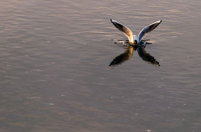 Bird flying