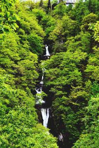 Scenic view of waterfall in forest