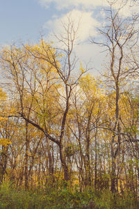 Close-up of water drops on yellow tree against sky
