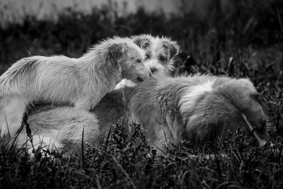 View of two dogs on field