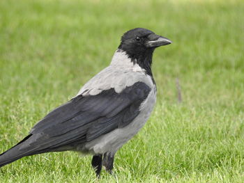 Close-up of a bird on grass