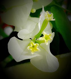 Close-up of white flowers