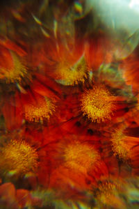 Full frame shot of red flowering plants