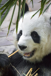 Close-up of giant panda