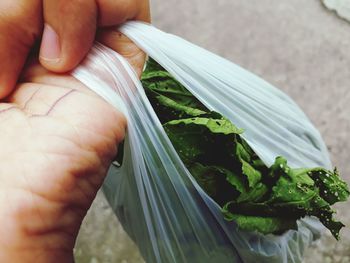 Cropped image of person holding leaves