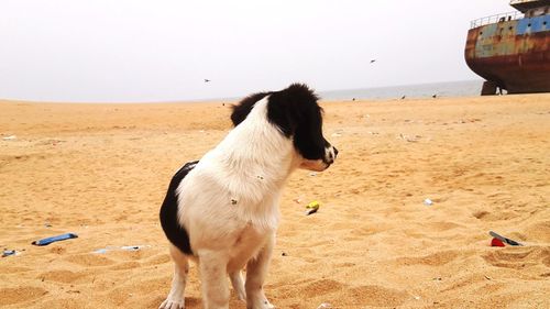 Dog sitting on sand at beach against sky