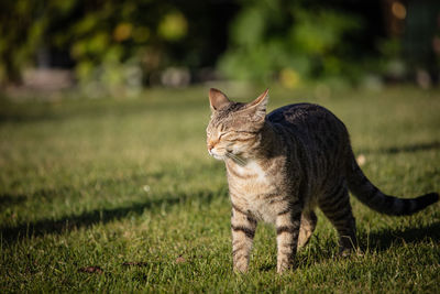 Cat looking away on field