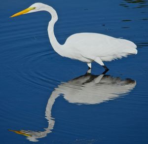 Close-up of bird against lake