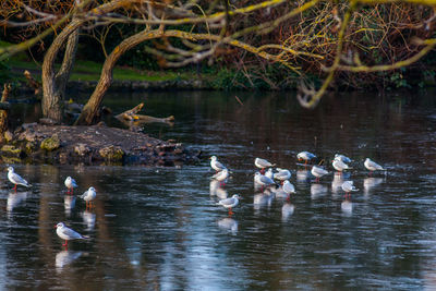 Ducks on lake