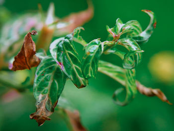 Close-up of leaves on plant