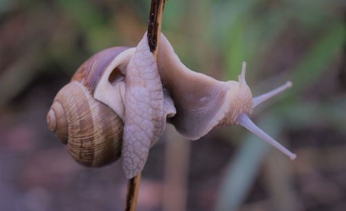 Close-up of snail on plant