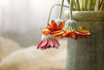 Close-up of orange flower in vase