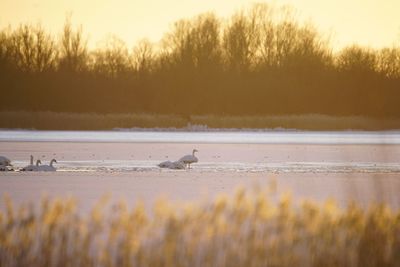 View of birds on lake at sunset