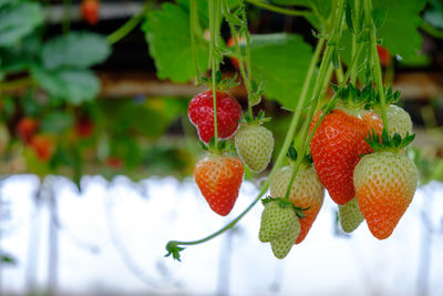 Close-up of strawberry growing on plant