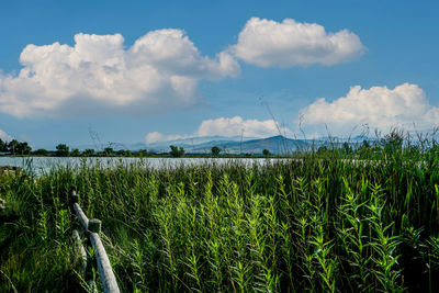 Plants growing on field against sky