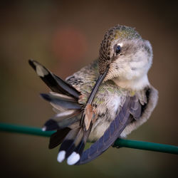 A female hummingbird of northern chile, living in the garden. 