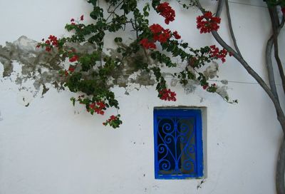Plants on wall