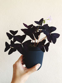 Close-up of hand holding plant against wall