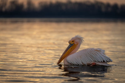 Pelican on lake