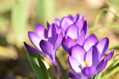 Close-up of purple crocus flower