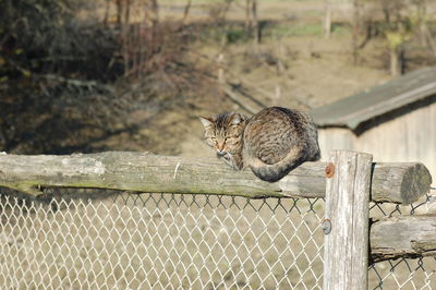 Cat on chainlink fence