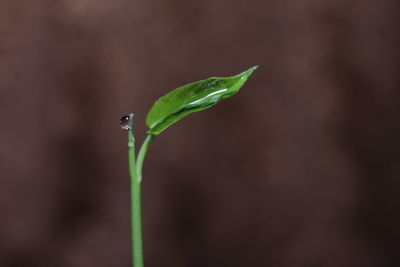 Macrophotography at home in indonesia