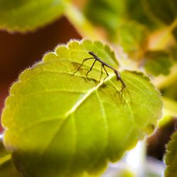 Close-up of insect on leaf