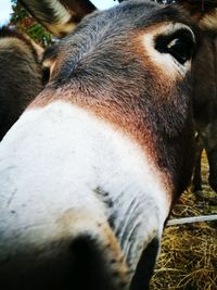 Close-up of cow