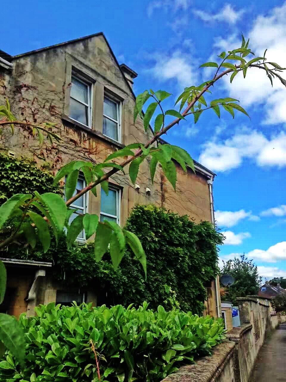 architecture, built structure, building exterior, low angle view, sky, residential building, plant, residential structure, green color, blue, cloud, day, growth, cloud - sky, outdoors, cloudy, no people