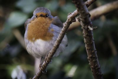 Close-up of bird perching on branch