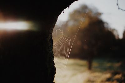 Close-up of spider web