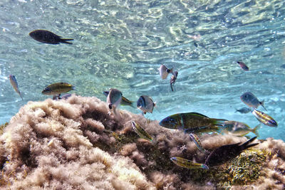Swans swimming in sea