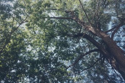 Low angle view of trees