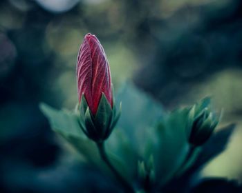 Close-up of red flower