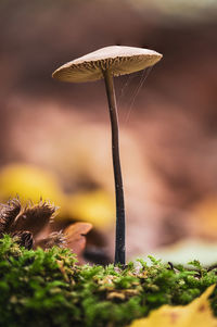 Close-up of mushroom growing on field