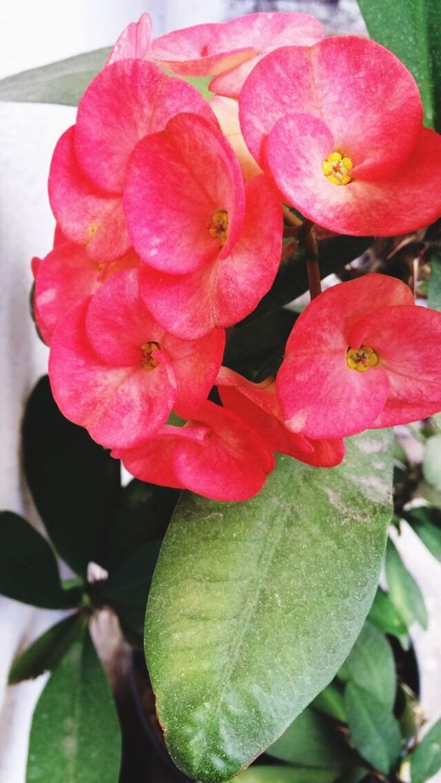 CLOSE-UP OF PINK FLOWERS BLOOMING