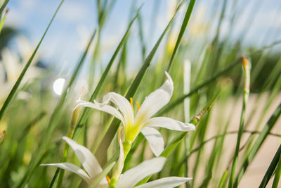 Close-up of white flowers blooming outdoors