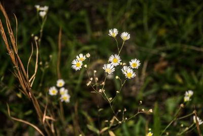 Close-up of white flowering plant on field