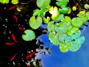 High angle view of lotus water lily in pond