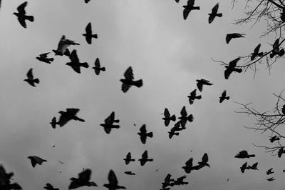 Low angle view of birds flying against sky